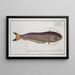 Silurus bimaculatus Il siluro bimaculato - Marcus Elieser Bloch — quadro incorniciato alla parete