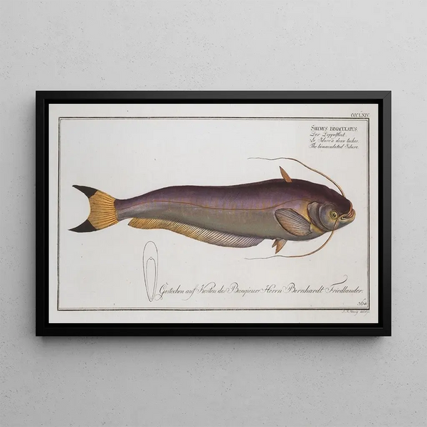 Silurus bimaculatus Il siluro bimaculato - Marcus Elieser Bloch — quadro incorniciato alla parete