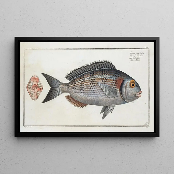 Marcus Elieser Bloch - Sparus Aurata GiltHead.webp