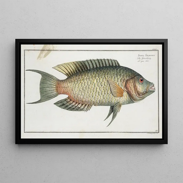 Marcus Elieser Bloch - Sparus Chlorourus.webp