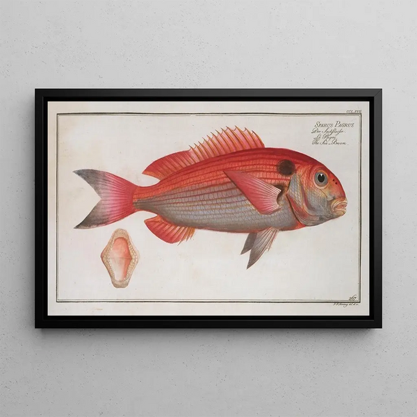 Sparus Pargus, la Daurade - Marcus Elieser Bloch — quadro incorniciato alla parete