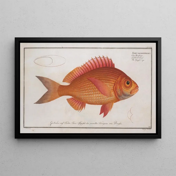 Marcus Elieser Bloch - Sparus macrophthalmus The Goggleeye.webp