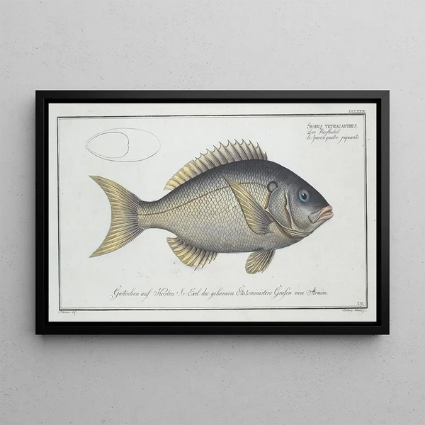 Sparus tetracanthus - Marcus Elieser Bloch — quadro incorniciato alla parete