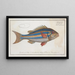 Sparus vittatus, La dorade à bandes bleues - Marcus Elieser Bloch — quadro incorniciato alla parete