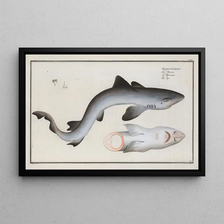 Marcus Elieser Bloch - Squalus Galeus The Tope.webp
