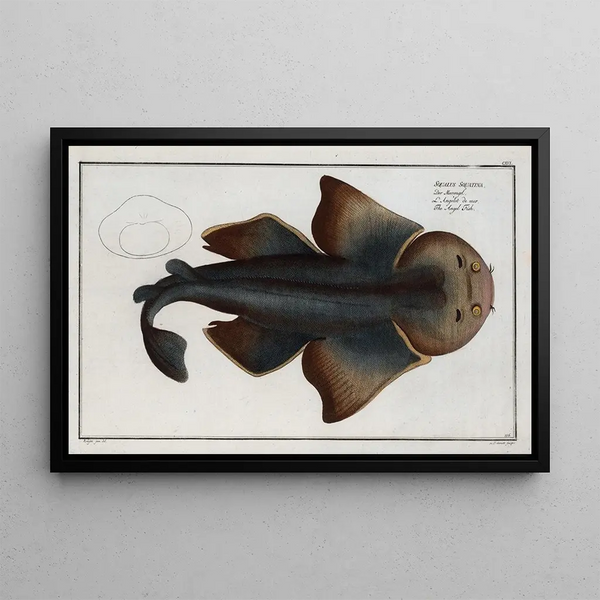 Marcus Elieser Bloch - Squalus Squatina The Angel FIsh.webp