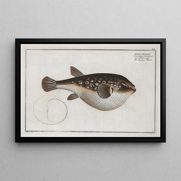 Marcus Elieser Bloch - Tetrodon Honckenii The Honkenys Tetrodon.webp