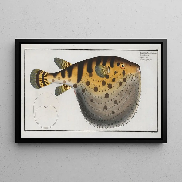 Tétrodon Lagocephalus Il pesce palla stellato - Marcus Elieser Bloch — quadro incorniciato alla parete