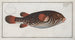 Tetrodon Testudineus Le Poisson-crapaud - Marcus Elieser Bloch — vista dell’opera
