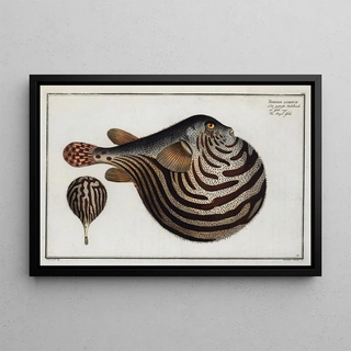 Marcus Elieser Bloch - Tetrodon leneatus The Striped Globe.webp