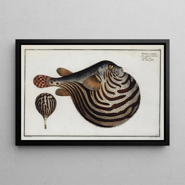 Marcus Elieser Bloch - Tetrodon leneatus The Striped Globe.webp