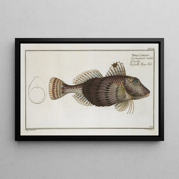 Trigla Carolina, il Piccolo Pesce Volante - Marcus Elieser Bloch — quadro incorniciato alla parete