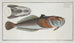 Uranoscopus scaber, il pesce-gazeur - Marcus Elieser Bloch — vista dell’opera