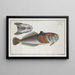 Uranoscopus scaber, il pesce-gazeur - Marcus Elieser Bloch — quadro incorniciato alla parete