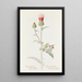 Chardon d'Arizona - Margaret Armstrong — quadro incorniciato alla parete