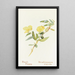 Pavot arbustif - Margaret Armstrong — quadro incorniciato alla parete