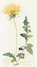 Balsamorhize à feuilles découpées - Margaret Armstrong — vista dell’opera