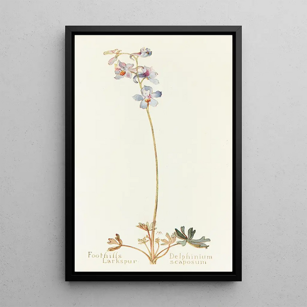 Margaret Armstrong - Foothills Larkspur.webp
