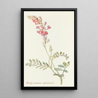 Margaret Armstrong - Hedysarum pabulare.webp