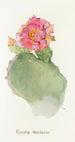 Opuntia basilaris - Margaret Armstrong — vista dell’opera