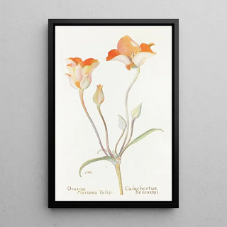 Margaret Armstrong - Orange Mariposa Tulip.webp
