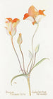 Tulipe mariposa orange - Margaret Armstrong — vista dell’opera