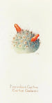 Cactus coussin - Margaret Armstrong — vista dell’opera
