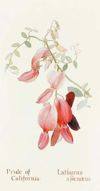 Margaret Armstrong - Pride of California.webp