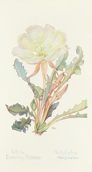 Margaret Armstrong - White Evening Primrose.webp