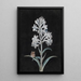 Jacinthe blanche - Margaretha Barbara Dietzsch — quadro incorniciato alla parete
