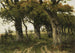 Allée di querce alla fine dell'estate - Maria Bilders-van Bosse — vista dell’opera