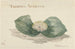 Bloem Massonia Africana - Maria Geertruida Barbiers-Snabili — vista dell’opera
