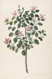 Studio di una pianta a fiori rosso-porpora Sebastiana africana purpurea - Maria Moninckx — vista dell’opera