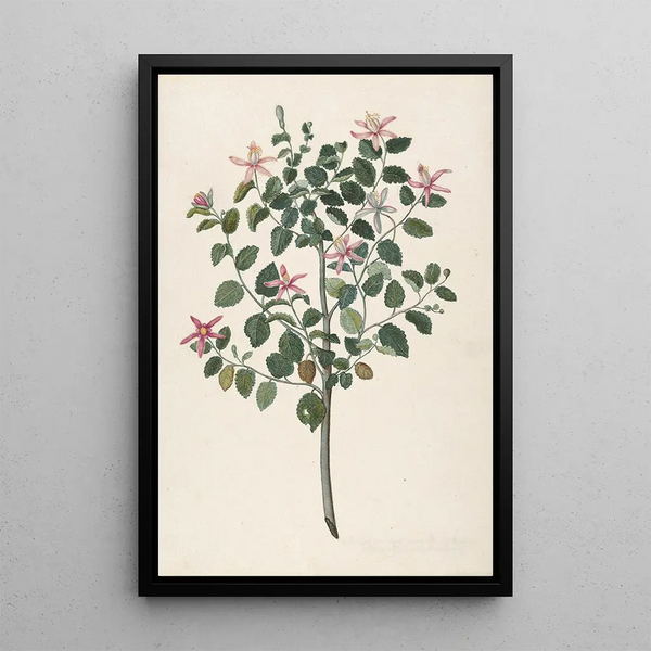 Maria Monninckx - Study of a Plant with RedPurple Flowers Sebastiana africana purpurea.webp