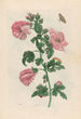 Althéa - Maria Sibylla Merian — vista dell’opera