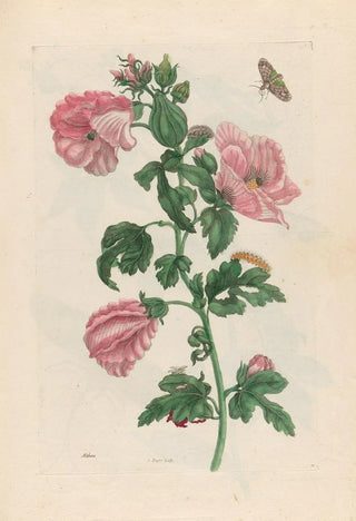 Maria Sibylla Merian - Althea.webp