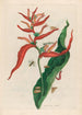 Ballia - Maria Sibylla Merian — vista dell’opera