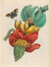 Banana - Maria Sibylla Merian — vista dell’opera