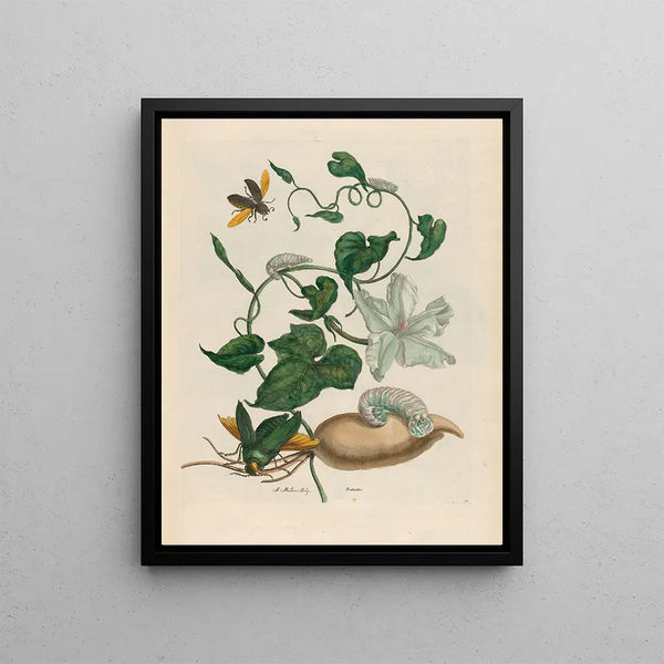 Maria Sibylla Merian - Battattes.webp