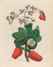 Caschou - Maria Sibylla Merian — vista dell’opera