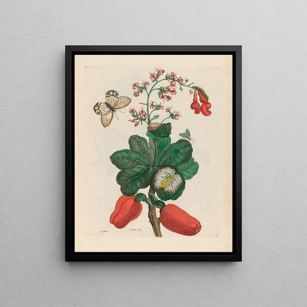Maria Sibylla Merian - Caschou.webp