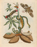Manioc - Maria Sibylla Merian — vista dell’opera