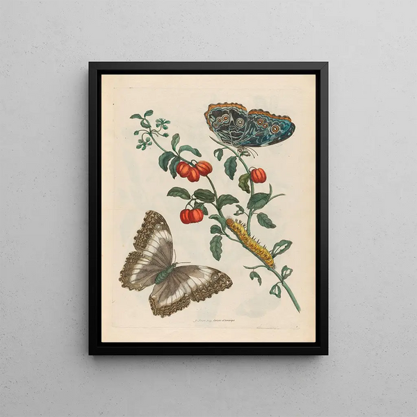 Maria Sibylla Merian - Cerises dAmerique.webp