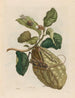 Citronniers - Maria Sibylla Merian — vista dell’opera