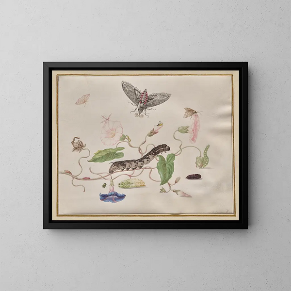 Convolvulus e metamorfosi della sfinge del liseron - Maria Sibylla Merian — quadro incorniciato alla parete