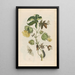 Cotonier - Maria Sibylla Merian — quadro incorniciato alla parete