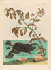 Cresson - Maria Sibylla Merian — vista dell’opera