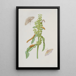 Maria Sibylla Merian - Curly Dock with Metamorphoses of the Small Engrailed and the BloodVein.webp