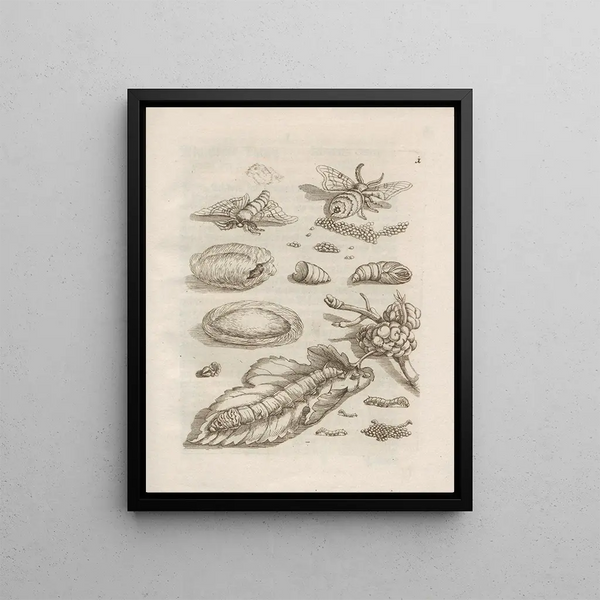 Maria Sibylla Merian - Der Raupen wunderbare Verwandelung und sonderbare BlumenNahrung Pl002.webp