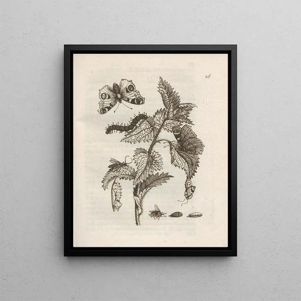 Maria Sibylla Merian - Der Raupen wunderbare Verwandelung und sonderbare BlumenNahrung Pl027.webp